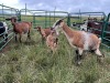 LOT 31 4+2X IMBUZI STUD DOE (Pay per Animal to take all) - 2