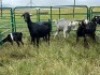 LOT 33 5X IMBUZI STUD DOE (Pay per Animal to take all) - 2