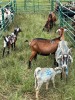 LOT 35 6X IMBUZI STUD DOE (Pay per Animal to take all) - 4