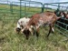 LOT 36 2X IMBUZI STUD DOE (Pay per Animal to take all) - 3