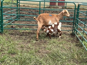 LOT 41 2X IMBUZI DOE (Pay per Animal to take all)