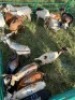 LOT 23 12X IMBUZI DOE (Pay per Animal to take all) - 5
