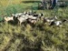 LOT 25 16X IMBUZI DOE (Pay per Animal to take all)