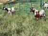 LOT 11 2X IMBUZI DOE Pay per Animal to take all) - 2