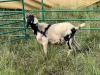 LOT 11 2X IMBUZI DOE Pay per Animal to take all) - 3