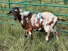 LOT 11 2X IMBUZI DOE Pay per Animal to take all) - 4