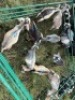 LOT 12 12X IMBUZI DOE Pay per Animal to take all) - 2