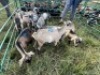LOT 12 12X IMBUZI DOE Pay per Animal to take all) - 3