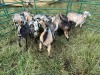 LOT 12 12X IMBUZI DOE Pay per Animal to take all) - 4