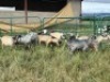 LOT 12 12X IMBUZI DOE Pay per Animal to take all)