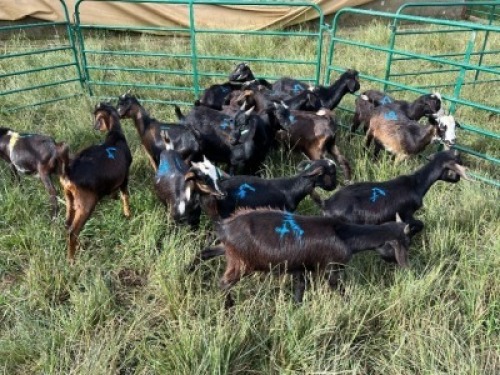 LOT 14 15X IMBUZI DOE Pay per Animal to take all)
