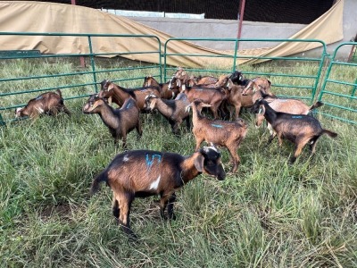 LOT 15 14X IMBUZI DOE Pay per Animal to take all)