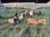 LOT 16 12X IMBUZI DOE Pay per Animal to take all)