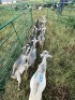 LOT 18 8X IMBUZI DOE (Pay per Animal to take all) - 3