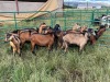 LOT 21 9X IMBUZI DOE Pay per Animal to take all)