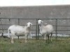 2X OOI/EWE G4 MEATMASTERS (Per stuk om lot te neem/Per Piece to take the lot)