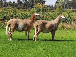 2X OOI/EWE DOUBLE BAR 7 MEATMASTERS (Per stuk om lot te neem/Per Piece to take the lot)