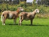 2X OOI/EWE DOUBLE BAR 7 MEATMASTERS (Per stuk om lot te neem/Per Piece to take the lot) - 2