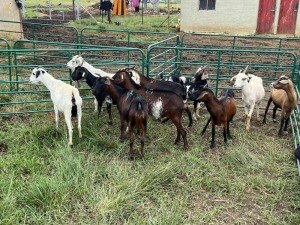 LOT 55 10X IMBUZI DOE (Pay per Animal to take all)