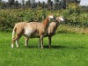 2X OOI/EWE DOUBLE BAR 7 MEATMASTERS (Per stuk om lot te neem/Per Piece to take the lot) - 3