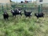 LOT 59 4X SAANAN/IMBUZI DOE (Pay per Animal to take all)