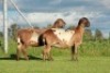 2X OOI/EWE DOUBLE BAR 7 MEATMASTERS (Per stuk om lot te neem/Per Piece to take the lot) - 2