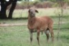 LOT 104 1X MEATMASTER RAM RED RIBBON MEATMASTERS - 6
