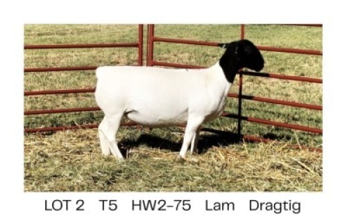 1X DORPER T5 EWE Hendri van der Westhuizen
