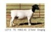 1X DORPER T5 EWE Hendri van der Westhuizen