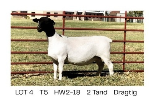 1X DORPER T5 EWE Hendri van der Westhuizen