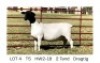 1X DORPER T5 EWE Hendri van der Westhuizen