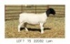 1X DORPER T5 EWE Pieter Du Plessis