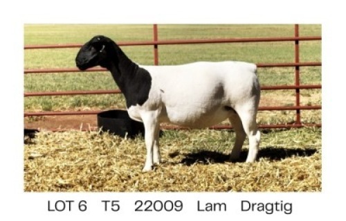 1X DORPER T5 EWE Pieter Du Plessis
