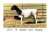1X DORPER T5 EWE Pieter Du Plessis