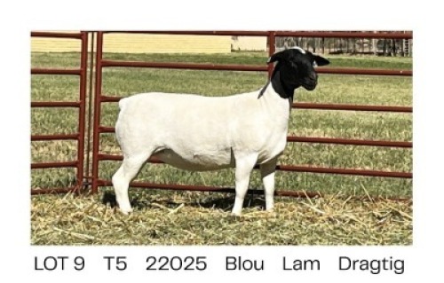 1X DORPER T5 EWE Pieter Du Plessis