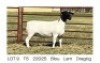 1X DORPER T5 EWE Pieter Du Plessis