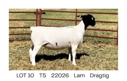 1X DORPER T5 EWE Pieter Du Plessis