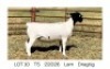 1X DORPER T5 EWE Pieter Du Plessis