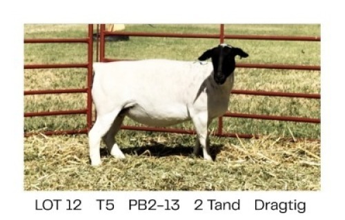 1X DORPER T5 EWE Pieter Barlow