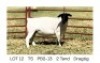 1X DORPER T5 EWE Pieter Barlow