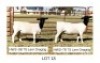 2X DORPER T5 EWE Hendri van der Westhuizen(Pay per Animal)