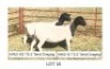 2X DORPER T5 EWE Hendri van der Westhuizen(Pay per Animal)