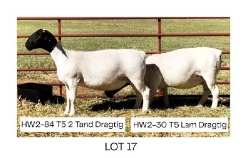 2X DORPER T5 EWE Hendri van der Westhuizen(Pay per Animal)