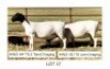 2X DORPER T5 EWE Hendri van der Westhuizen(Pay per Animal)