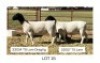 2X DORPER T5 EWE Pieter Du Plessis(Pay per Animal)
