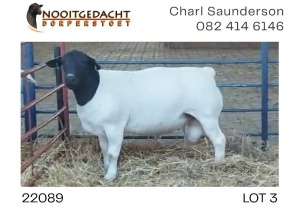 1X DORPER RAM NOOITGEDACHT DORPERSTOET