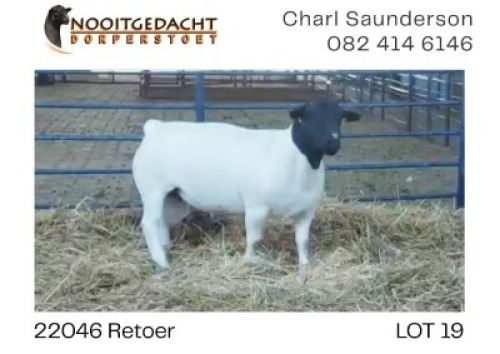 1X DORPER T5 RAM NOOITGEDACHT DORPERSTOET
