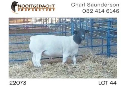 1X DORPER T5 RAM NOOITGEDACHT DORPERSTOET