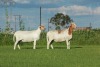 1X OOI/EWE DOUBLE BAR 7 MEATMASTERS - 3