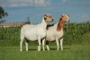 1X OOI/EWE DOUBLE BAR 7 MEATMASTERS - 4